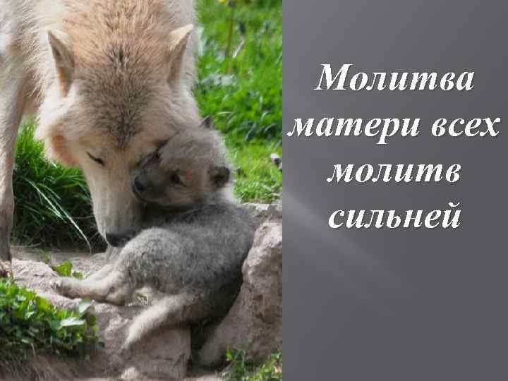 Молитва матери всех молитв сильней 