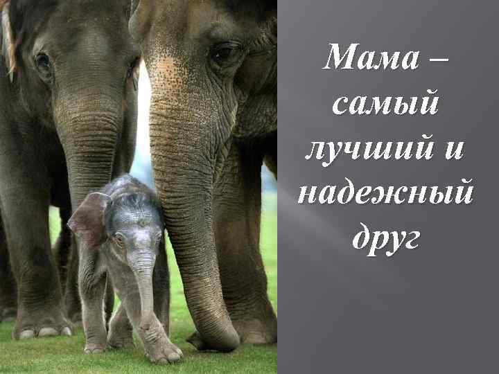 Мама – самый лучший и надежный друг 