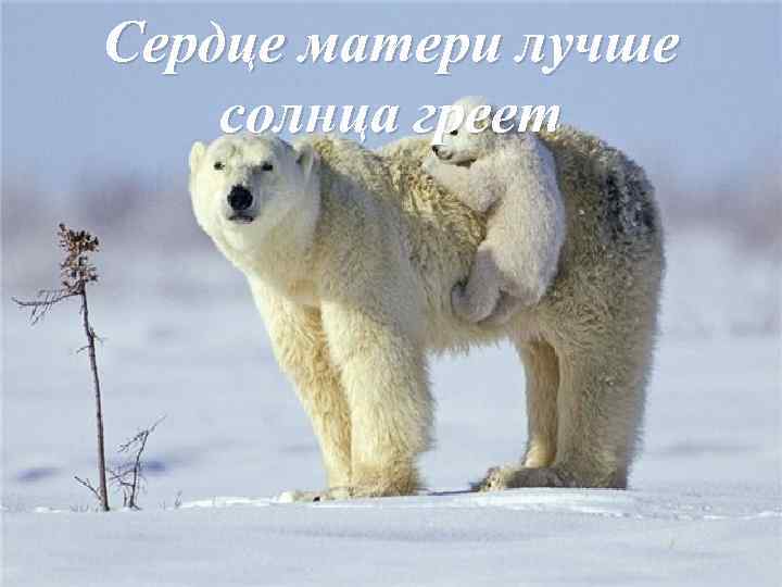 Сердце матери лучше солнца греет 