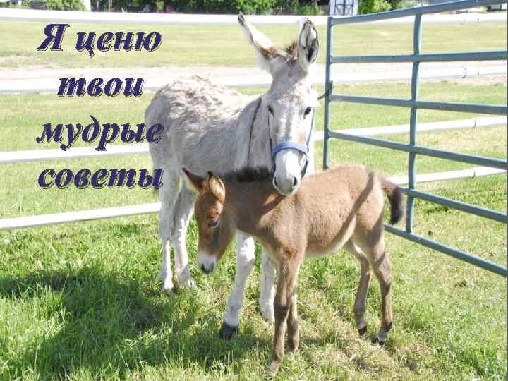 Я ценю твои мудрые советы 