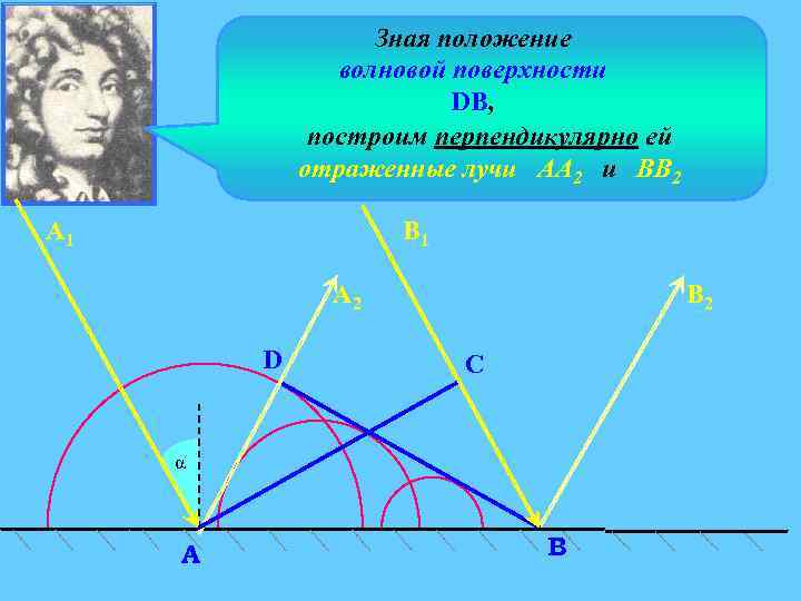 Зная положение волновой поверхности DB, построим перпендикулярно ей отраженные лучи АА 2 и ВВ