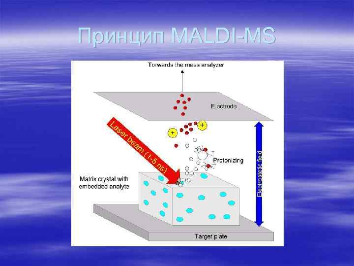 Принцип MALDI-MS 