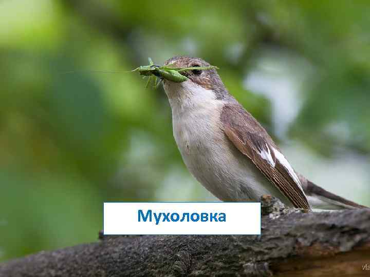 Мухоловка 