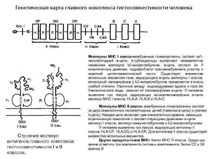 Схема строения молекулы мнс