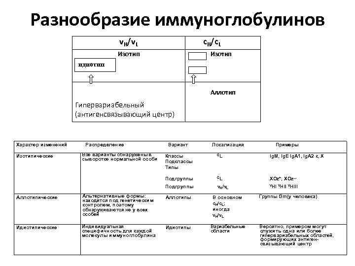 Разнообразие иммуноглобулинов v /v c /c H L H Изотип L Изотип идиотип Аллотип