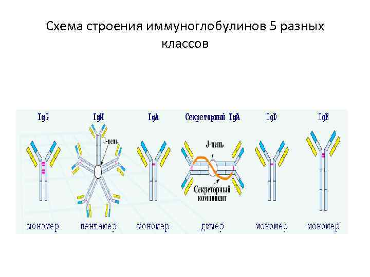 Схема строения иммуноглобулина