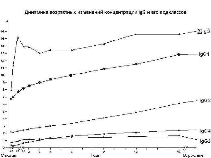 Динамика возрастных изменений концентрации Ig. G и его подклассов 