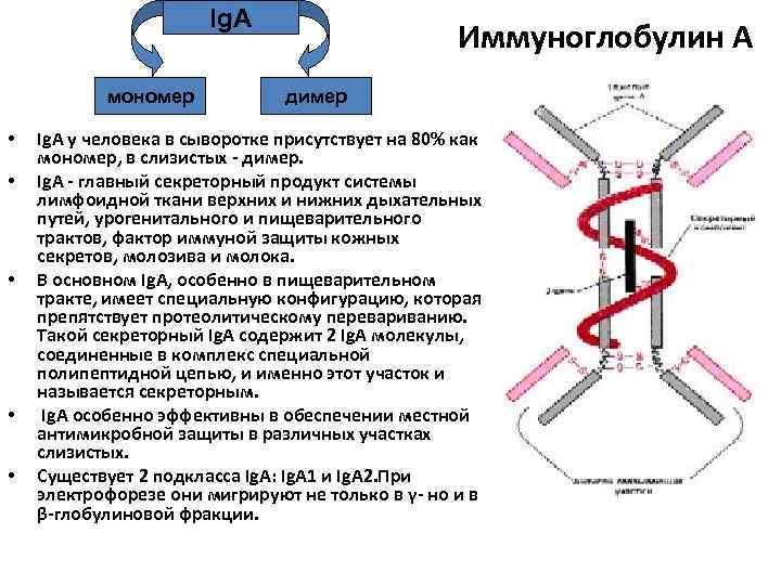 Чем отличаются иммуноглобулины. Структура иммуноглобулина iga. Секреторный иммуноглобулин а. Иммуноглобулин g строение димер. Секреторный иммуноглобулин а функции.