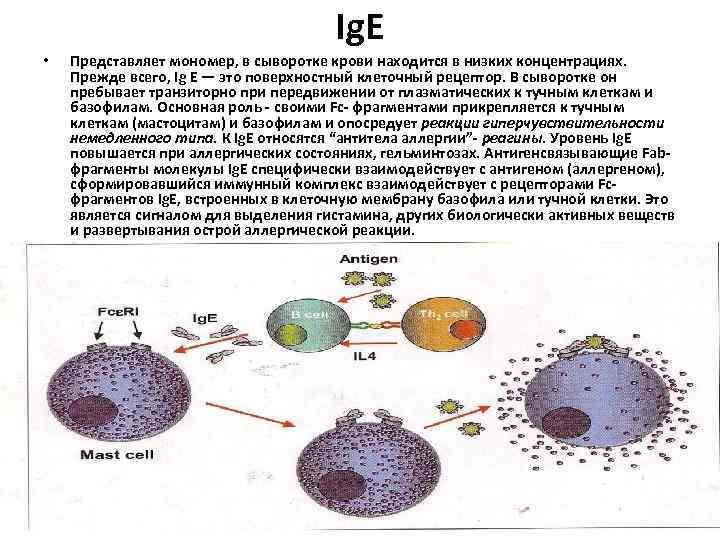 Ig. E • Представляет мономер, в сыворотке крови находится в низких концентрациях. Прежде всего,
