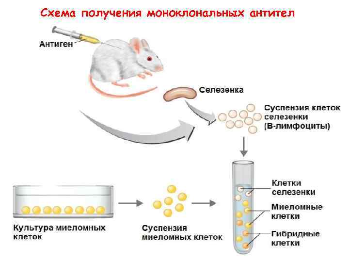 Схема получения моноклональных антител 