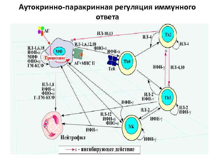 Схема передачи сигнала от цитокинов