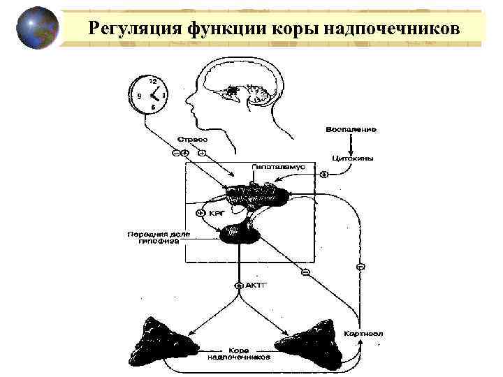 Регуляция функции коры надпочечников 