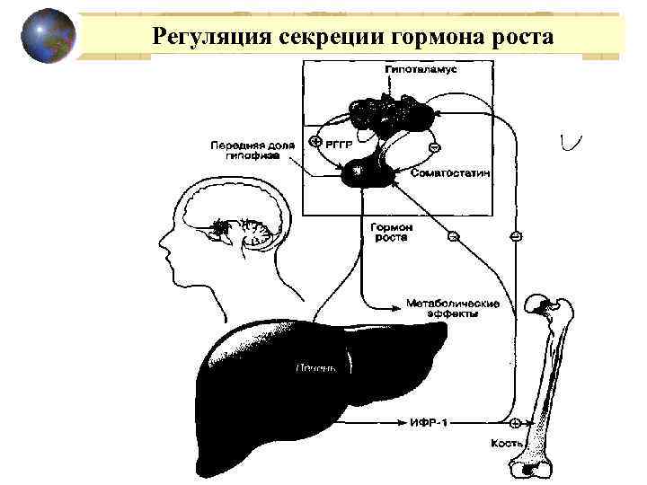 Регуляция секреции гормона роста 