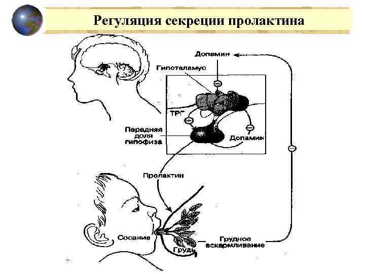 Регуляция секреции пролактина 