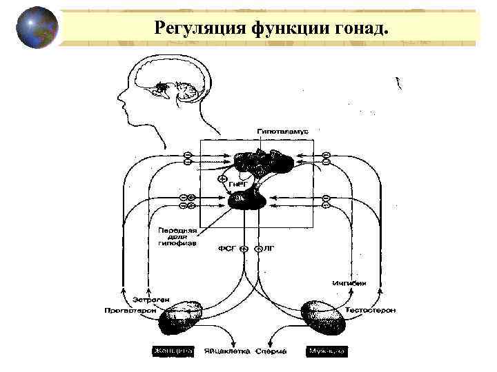 Регуляция функции гонад. 