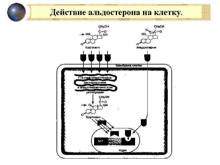 Действие альдостерона на клетку. 