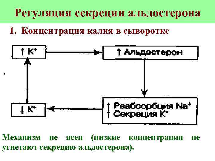 Регуляция секреции альдостерона 1. Концентрация калия в сыворотке Механизм не ясен (низкие концентрации угнетают