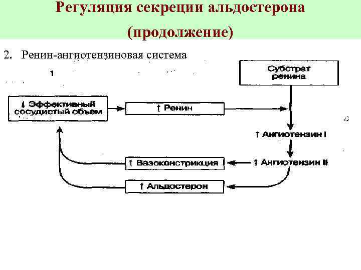 Регуляция секреции альдостерона (продолжение) 2. Ренин-ангиотензиновая система 