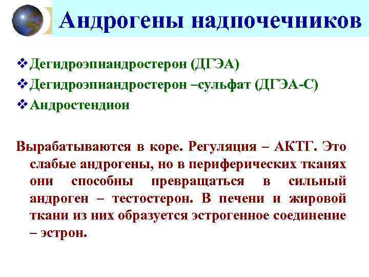 Андрогены надпочечников v Дегидроэпиандростерон (ДГЭА) v Дегидроэпиандростерон –сульфат (ДГЭА-С) v Андростендион Вырабатываются в коре.