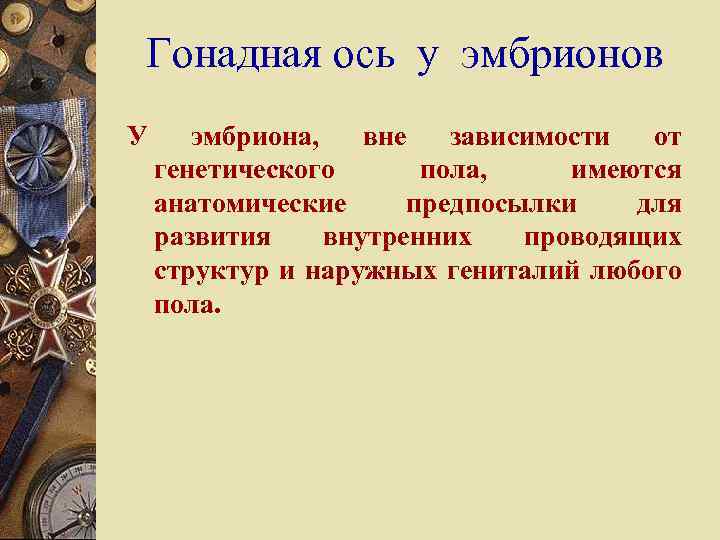 Гонадная ось у эмбрионов У эмбриона, вне зависимости от генетического пола, имеются анатомические предпосылки