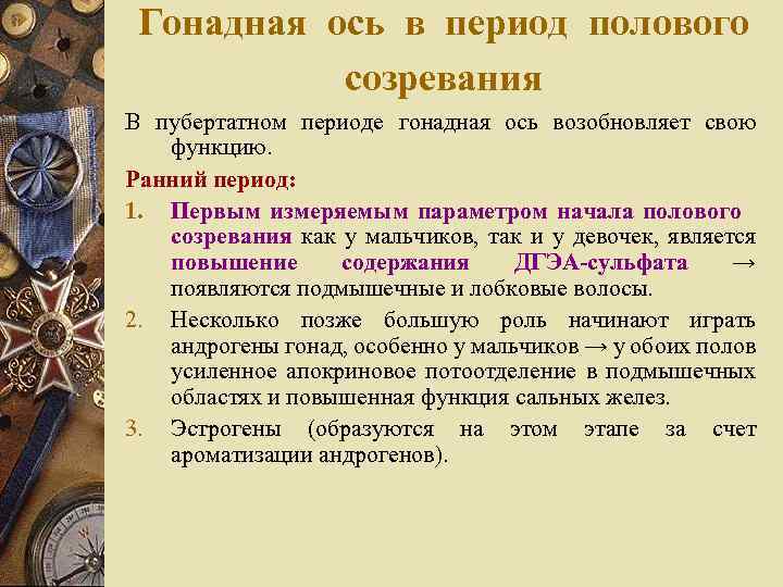 Гонадная ось в период полового созревания В пубертатном периоде гонадная ось возобновляет свою функцию.
