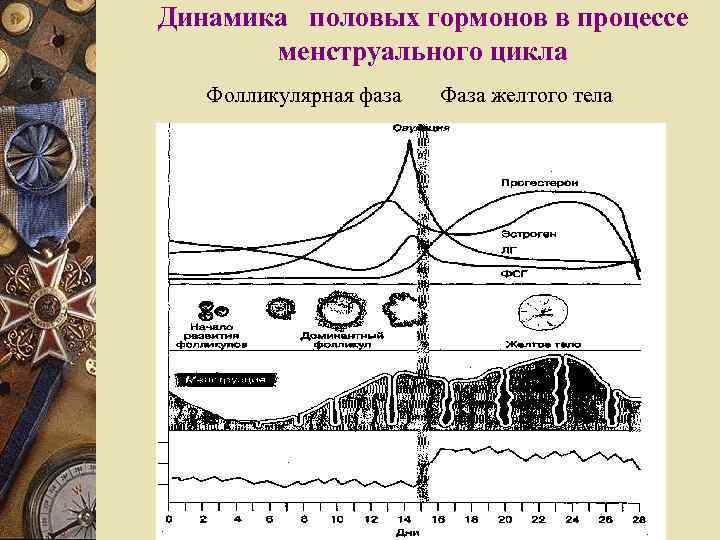Динамика половых гормонов в процессе менструального цикла Фолликулярная фаза Фаза желтого тела 