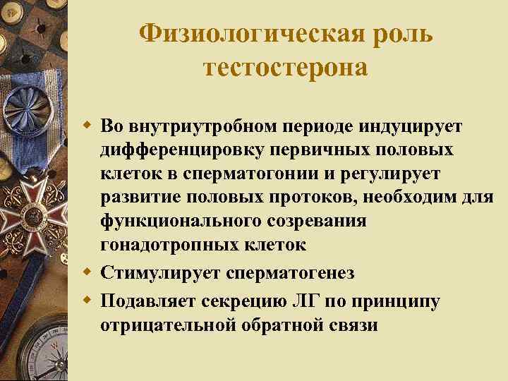 Физиологическая роль тестостерона w Во внутриутробном периоде индуцирует дифференцировку первичных половых клеток в сперматогонии