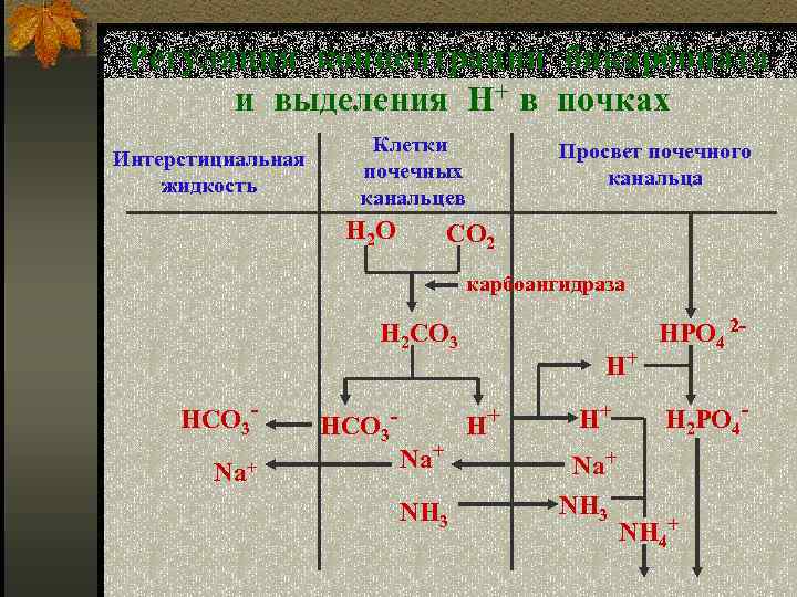 Регуляция концентрации бикарбоната и выделения H+ в почках Интерстициальная жидкость Клетки почечных канальцев Н