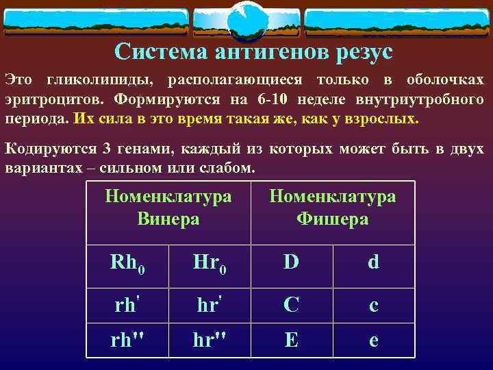 Система антигенов резус Это гликолипиды, располагающиеся только в оболочках эритроцитов. Формируются на 6 -10