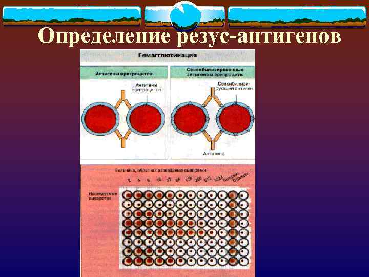 Определение резус-антигенов 