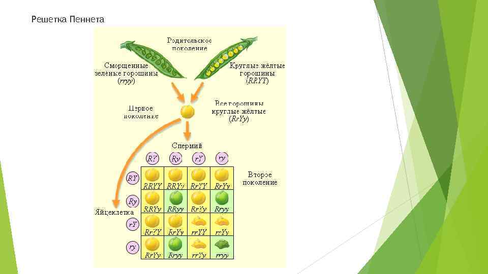 Решетка Пеннета 