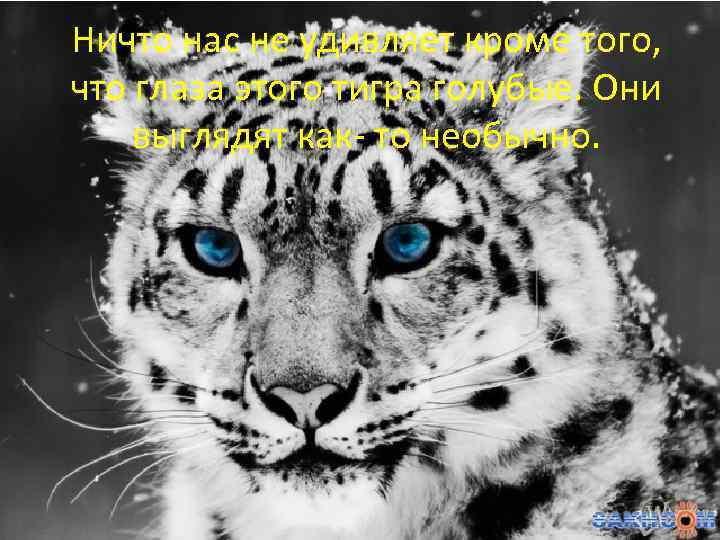 Ничто нас не удивляет кроме того, что глаза этого тигра голубые. Они выглядят как-