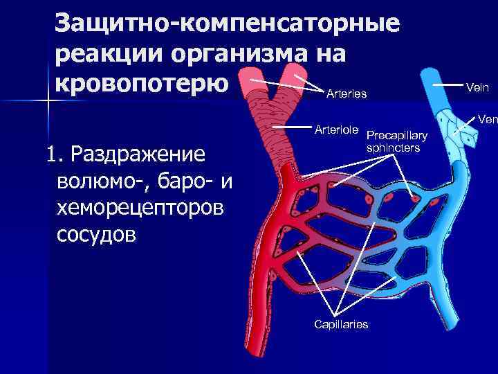 Защитно-компенсаторные реакции организма на кровопотерю Arteries 1. Раздражение волюмо-, баро- и хеморецепторов сосудов Arteriole