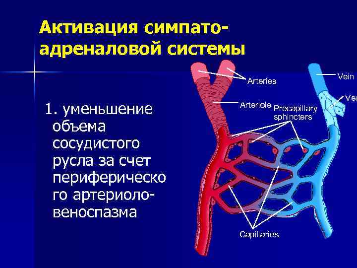 Симпатоадреналовая система схема