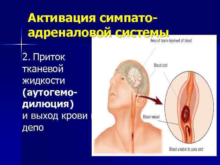 Активация симпатоадреналовой системы 2. Приток тканевой жидкости (аутогемодилюция) и выход крови из депо 