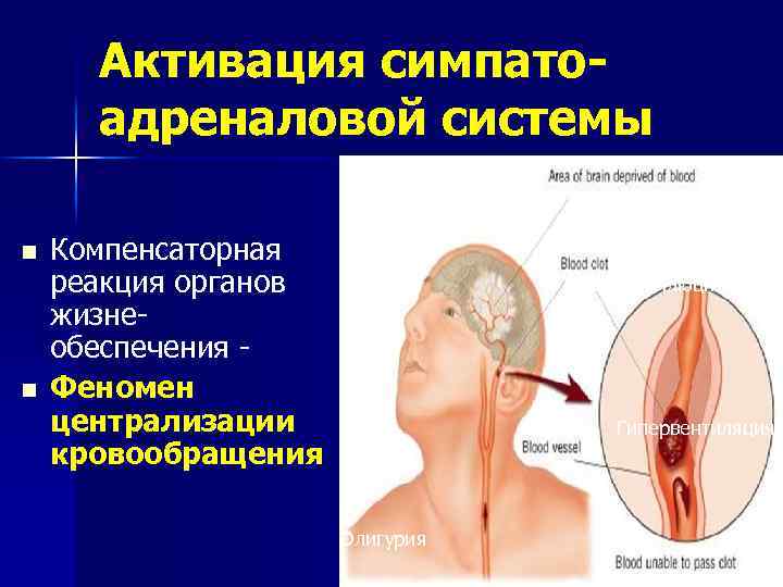 Симпатоадреналовая система схема