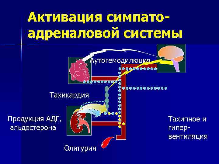 Активация симпатоадреналовой системы Аутогемодилюция Тахикардия Продукция АДГ, альдостерона Тахипное и гипервентиляция Олигурия 