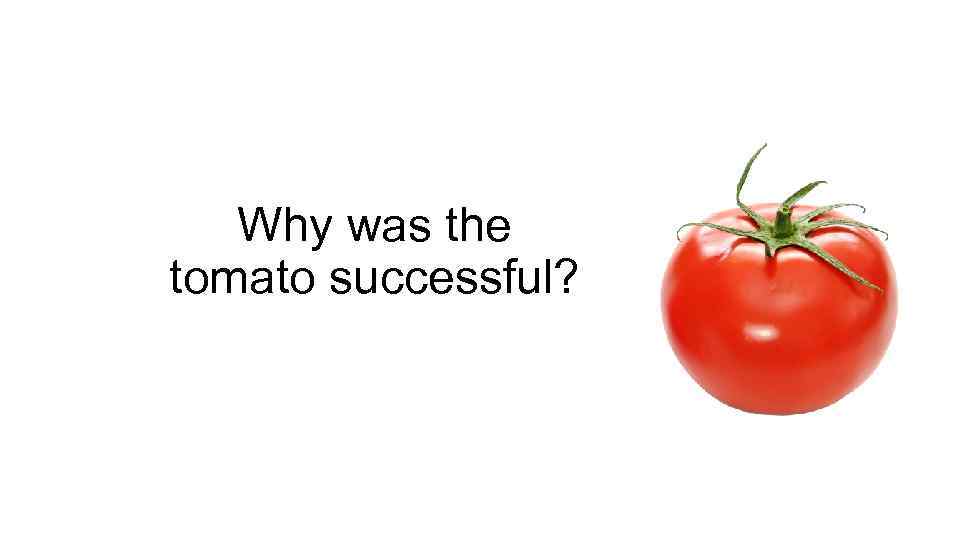 Why was the tomato successful? 