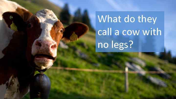 What do they call a cow with no legs? 