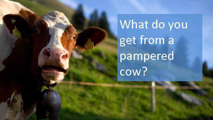 What do you get from a pampered cow? 