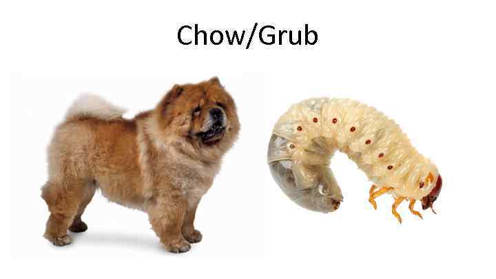 Chow/Grub 