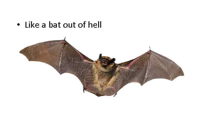  • Like a bat out of hell 