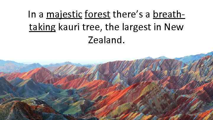 In a majestic forest there’s a breathtaking kauri tree, the largest in New Zealand.