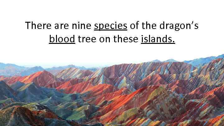 There are nine species of the dragon’s blood tree on these islands. 