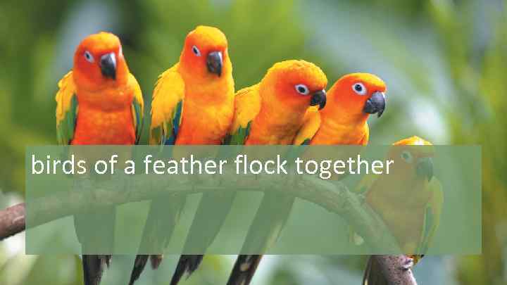 birds of a feather flock together 