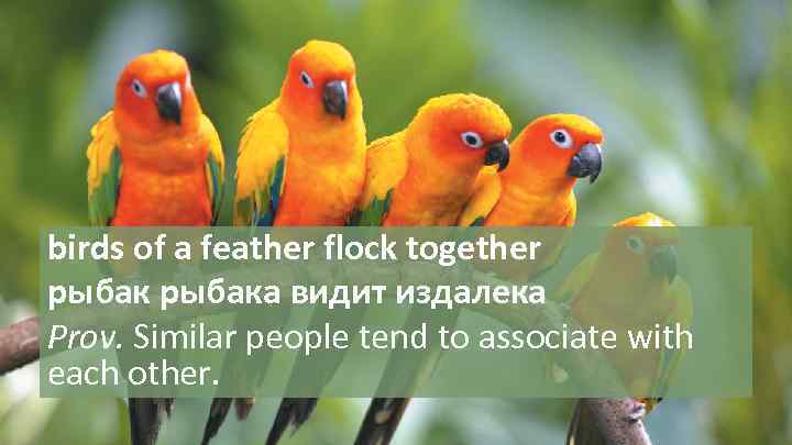 birds of a feather flock together рыбака видит издалека Prov. Similar people tend to