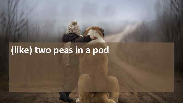 (like) two peas in a pod 