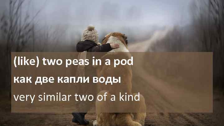 (like) two peas in a pod как две капли воды very similar two of