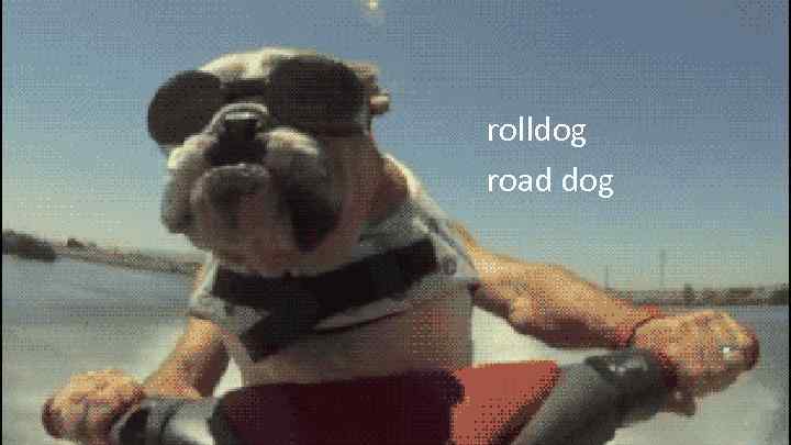 rolldog road dog 