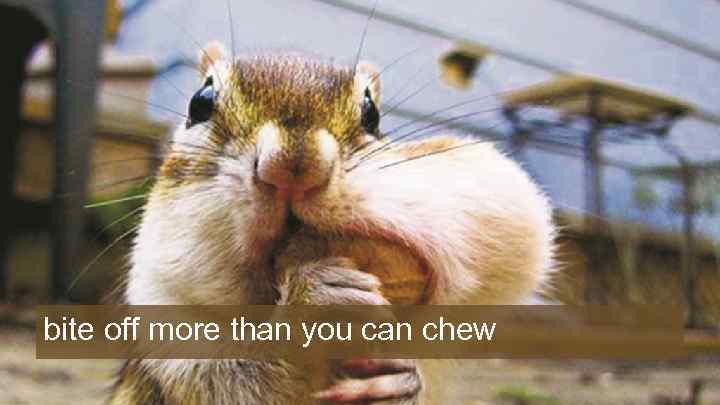 bite off more than you can chew 